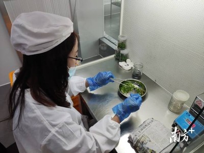 梅州 統籌涉農資金辦大事，南藥產業發展獲生物科技研究強力支撐
